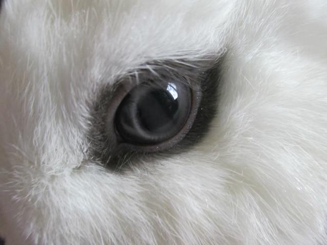 ドワーフホト怖い